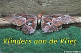 s2328_Errel2000_Vlinders_aan_de_Vliet.jpg